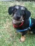 Sr. Gingle Batatinha