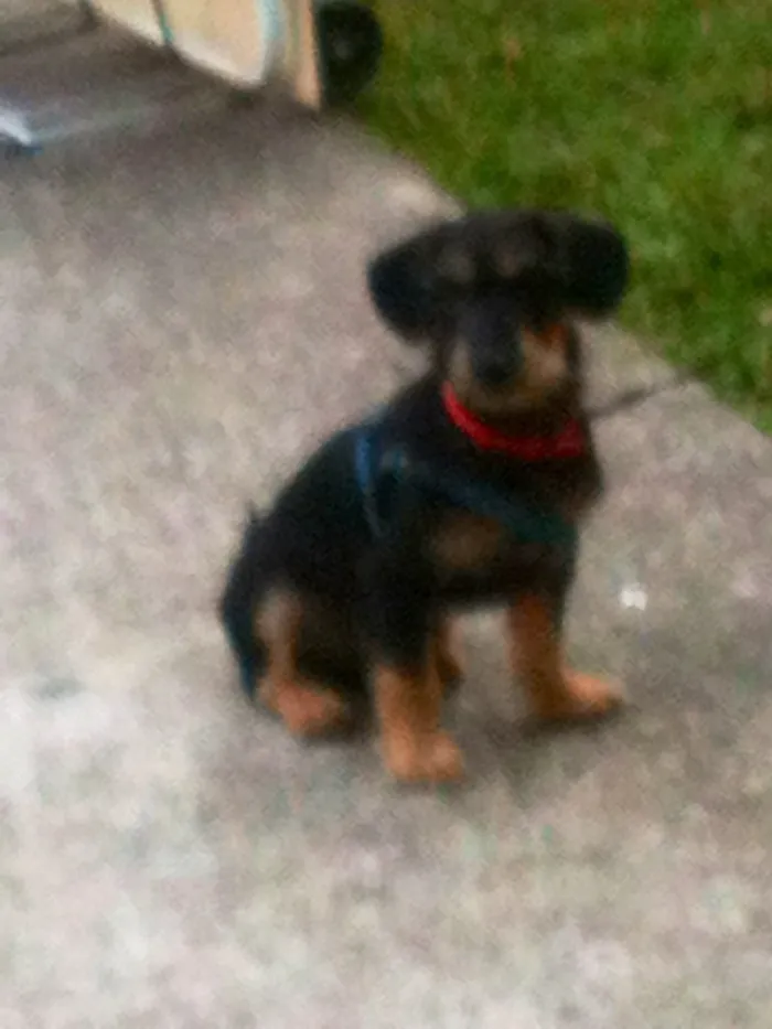 Cachorro ra a Srd idade 2 a 6 meses nome Sr. Gingle Batatinha
