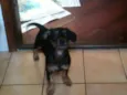 Sr. Gingle Batatinha