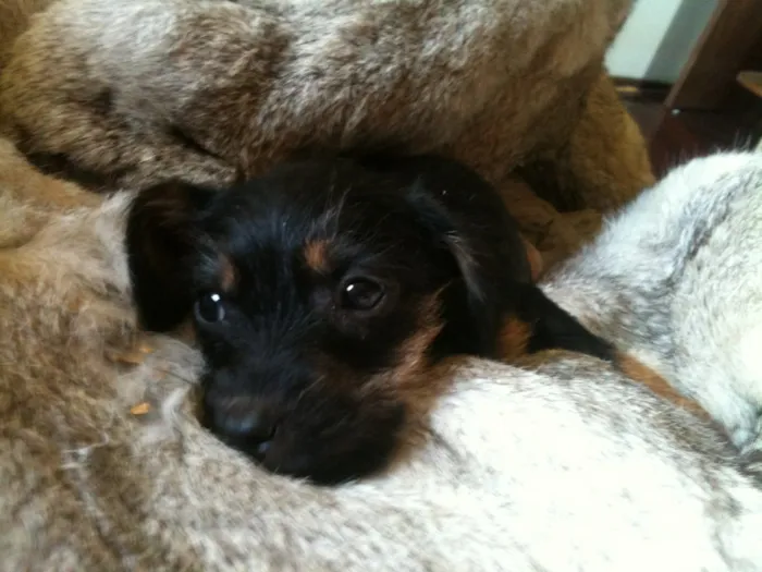 Cachorro ra a Srd idade 2 a 6 meses nome Sr. Gingle Batatinha
