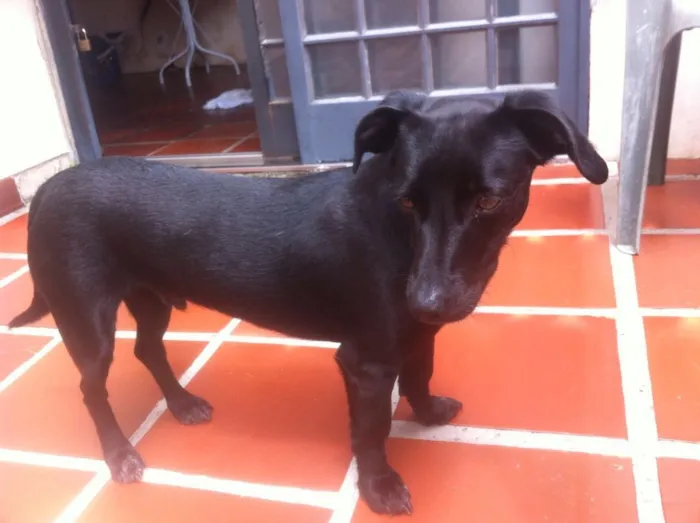 Cachorro ra a Vira lata idade 1 ano nome Bob