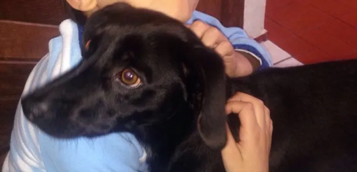 Cachorro ra a Vira lata idade 1 ano nome Bob