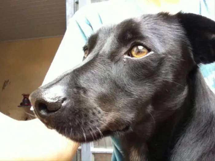 Cachorro ra a Vira lata idade 1 ano nome Bob