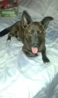 cao perdido
