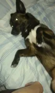 cao perdido