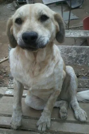 Cachorro raça SRD idade  nome BRENDA