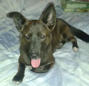Cachorro raça SRD idade 7 a 11 meses nome cao perdido