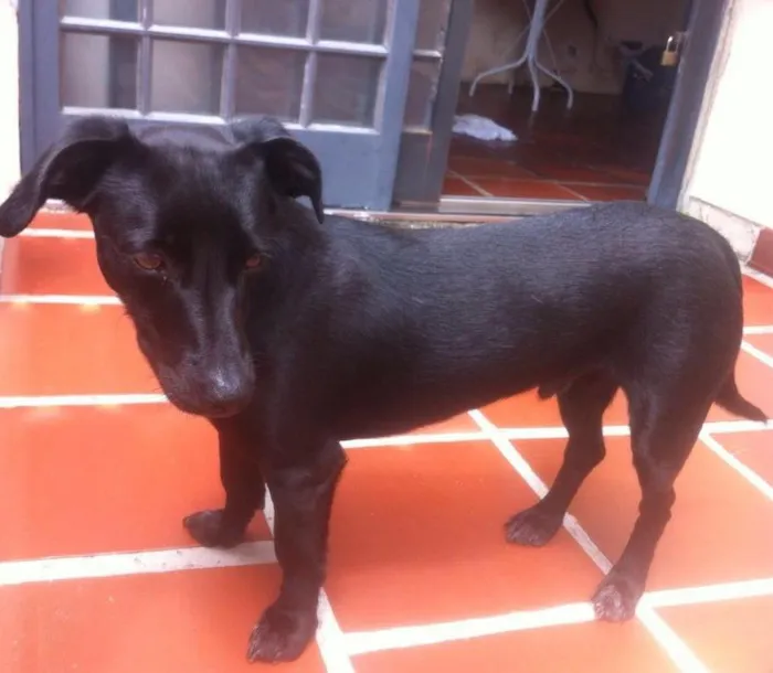 Cachorro ra a Vira lata idade 1 ano nome Bob