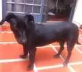 Cachorro raça Vira lata idade 1 ano nome Bob