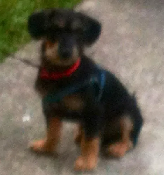 Cachorro ra a Srd idade 2 a 6 meses nome Sr. Gingle Batatinha