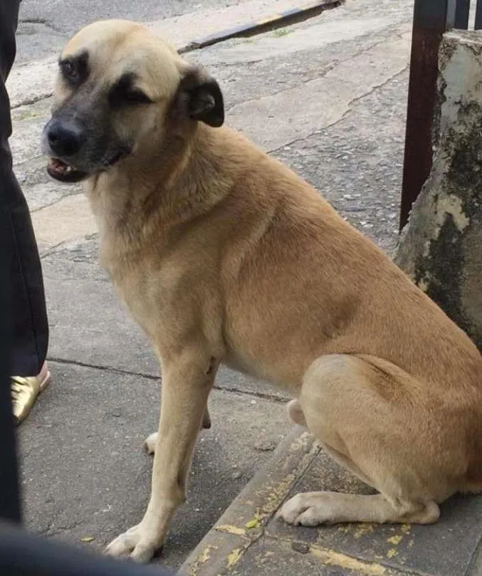 Cachorro ra a  idade 2 anos nome bebê