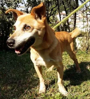 Cachorro raça SRD idade 6 ou mais anos nome DUQUE
