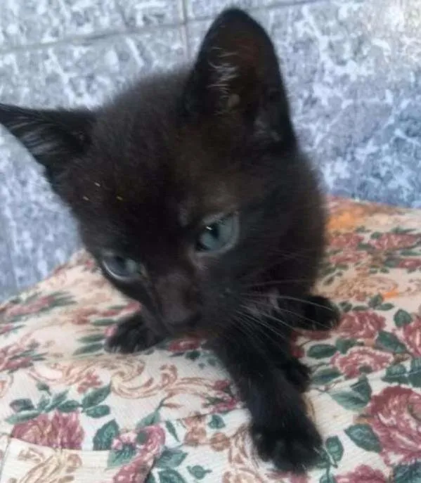 Gato ra a DESCONHEÇO idade  nome PEROLA