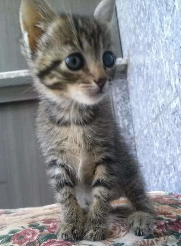 Gato ra a desconhecido idade Abaixo de 2 meses nome Angelina