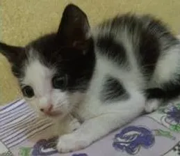 Gato raça Vira Lata idade Abaixo de 2 meses nome Sem nomes