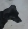 Pretinha