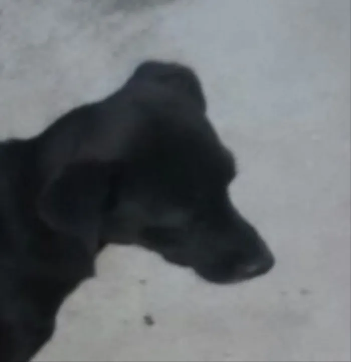 Cachorro raça Vira Latas idade 1 ano nome Pretinha