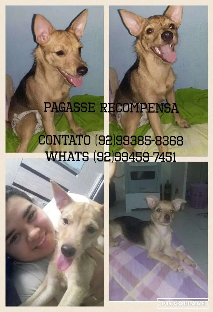 Cachorro raça Pinscher idade 7 a 11 meses nome Bella