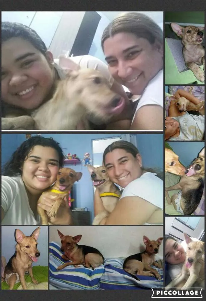 Cachorro raça Pinscher idade 7 a 11 meses nome Bella