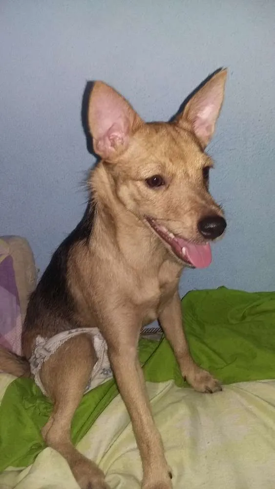 Cachorro raça Pinscher idade 7 a 11 meses nome Bella