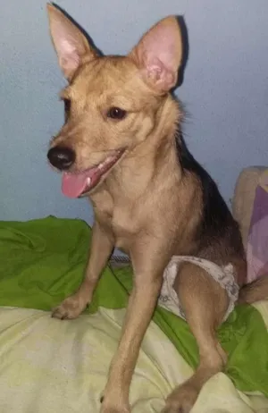 Cachorro raça Pinscher idade 7 a 11 meses nome Bella