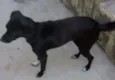 Pretinha