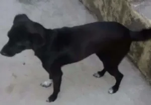 Cachorro raça Vira Latas idade 1 ano nome Pretinha
