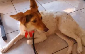 Cachorro raça SRD idade 2 anos nome SANDY