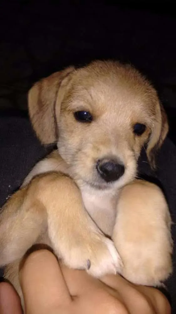 Cachorro raça vira lata idade Abaixo de 2 meses nome madruginha