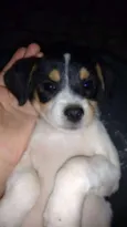 madruginha