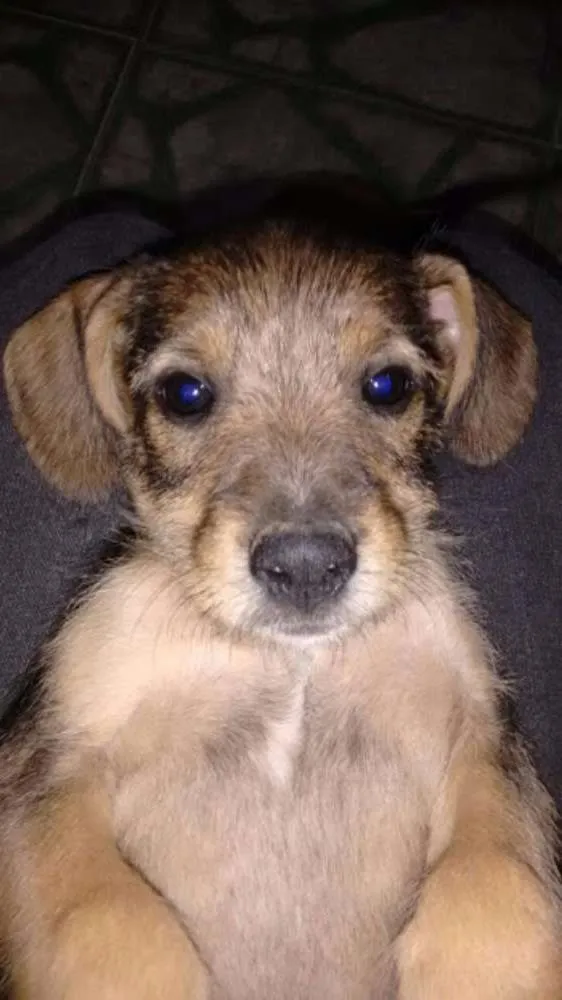 Cachorro raça vira lata idade 2 a 6 meses nome maradona