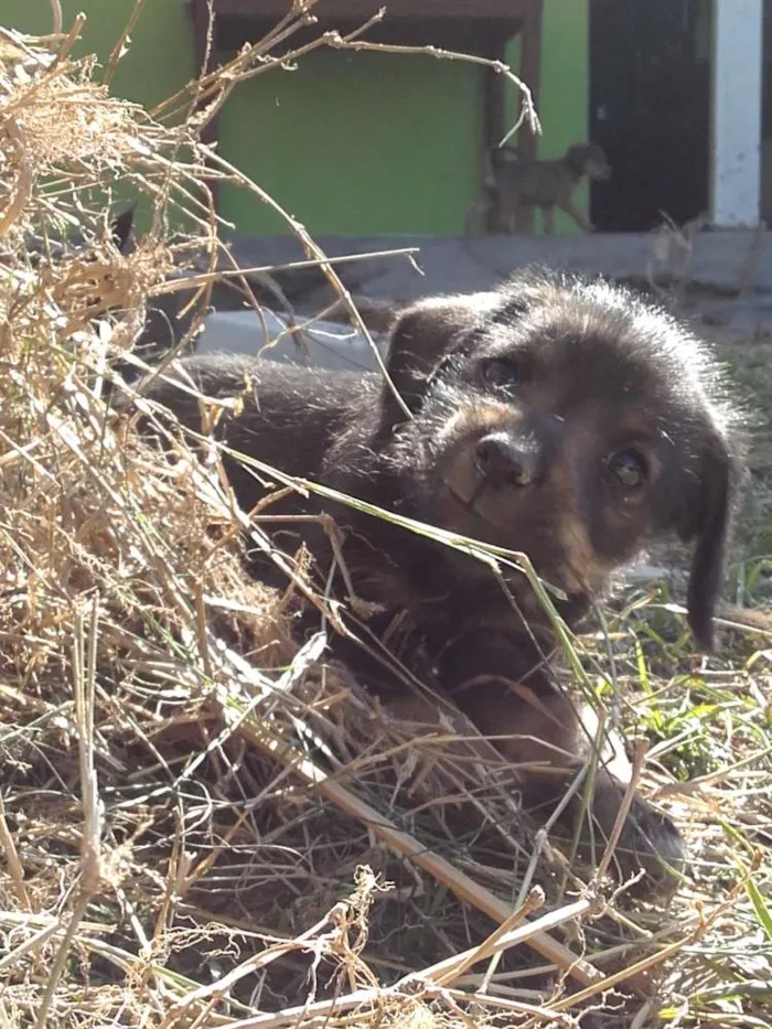Cachorro raça vira lata idade 2 a 6 meses nome Baguera