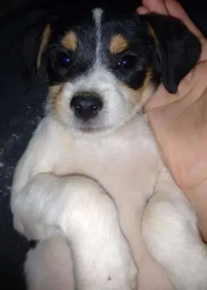 Cachorro raça vira lata idade Abaixo de 2 meses nome strogonofe