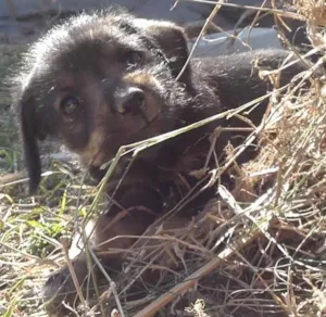 Cachorro raça vira lata idade 2 a 6 meses nome Baguera