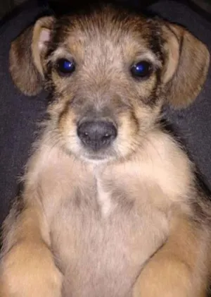 Cachorro raça vira lata idade 2 a 6 meses nome maradona