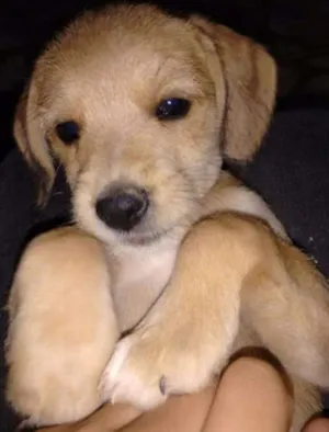 Cachorro raça vira lata idade Abaixo de 2 meses nome madruginha