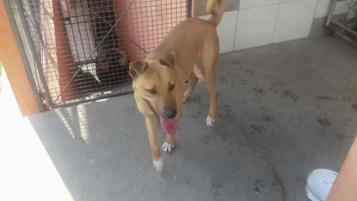 Cachorro ra a  idade 1 ano nome Toby