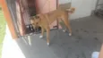 Toby