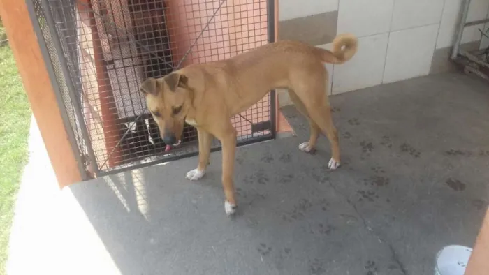 Cachorro ra a  idade 1 ano nome Toby