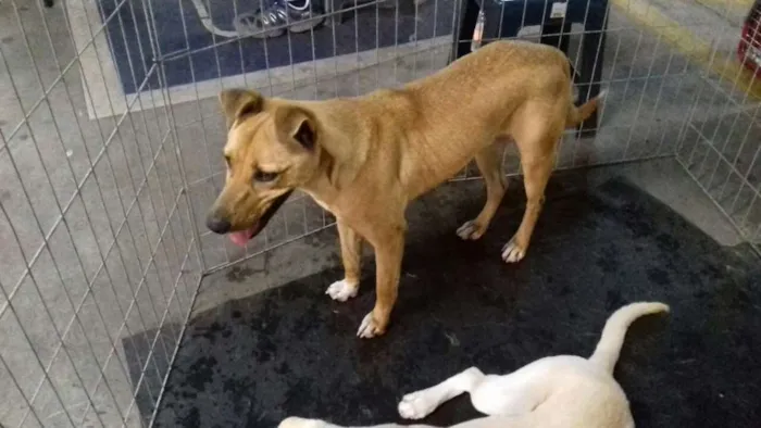 Cachorro ra a  idade 1 ano nome Toby