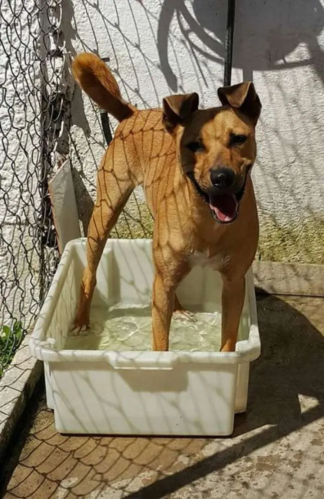 Cachorro ra a  idade 1 ano nome Toby