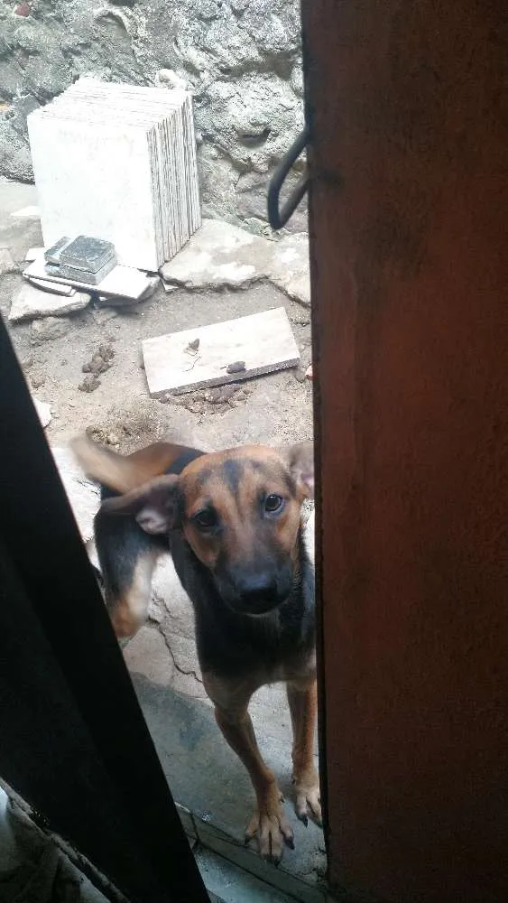 Cachorro raça Vira lata idade 1 ano nome Pretinha 