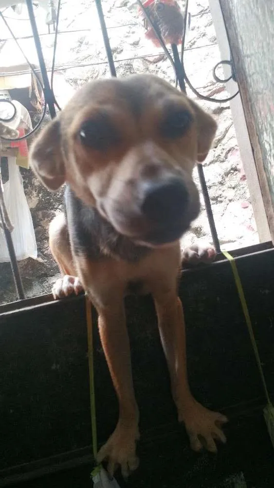 Cachorro raça Vira lata  idade 1 ano nome Chiquinha