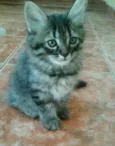 Gatinhos