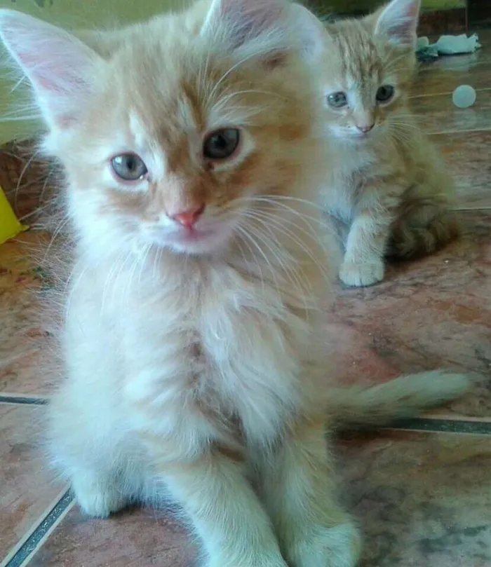 Gato raça  idade 2 a 6 meses nome Gatinhos