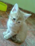 Gatinhos