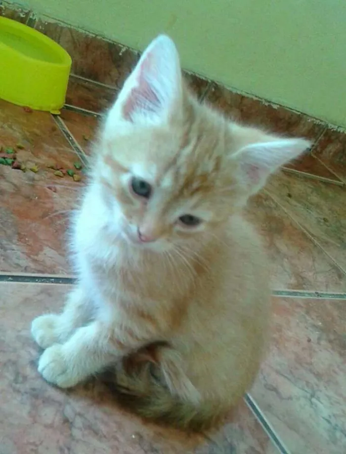 Gato raça  idade 2 a 6 meses nome Gatinhos