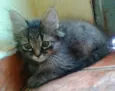 Gatinhos