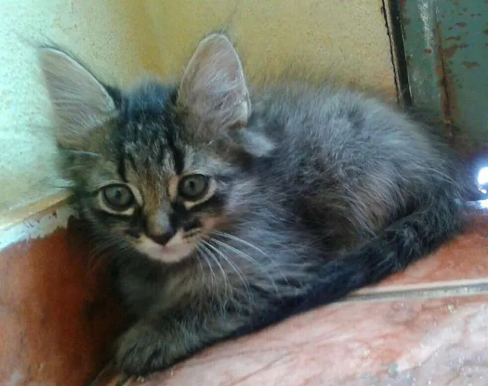 Gato raça  idade 2 a 6 meses nome Gatinhos