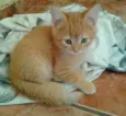 Gatinhos